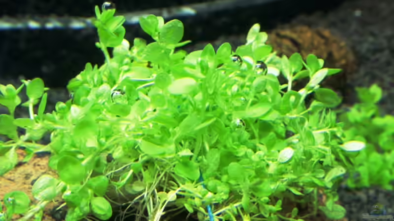 Perlkraut von StefanE. (4)