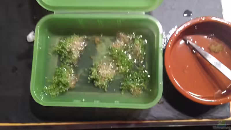 Perlkraut zupfen ????, ein Job für Piddler von AdrianSoS (34)