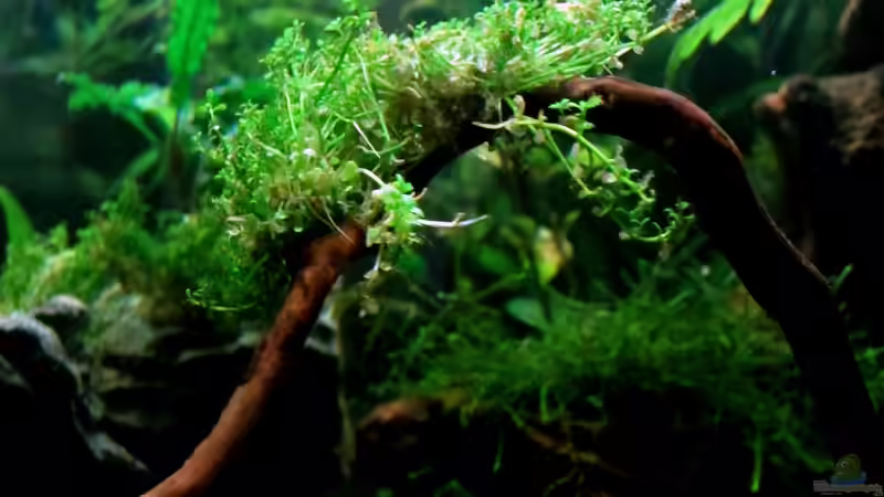 Perlmoos Bäumchen Tag 18 von Murphy1977 (3)