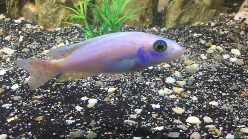 Perlmut  von David Malawi (28)