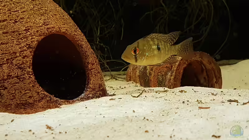 Perlmutt-Erdfresser on tour von Vero und David (8)