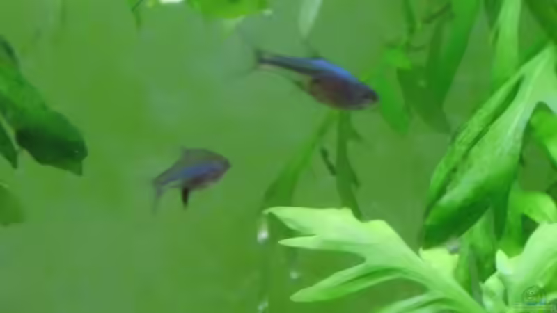 Perlmuttbärblinge von Rosa VonSick (5)