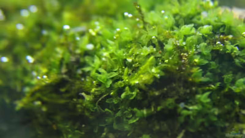 perlt... von Falk (6)