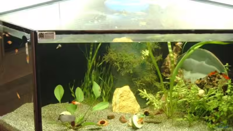 Perspektivaufnahme am Tag des Neubesatzes 3. Nov 2007 von Andreas Gross (3)