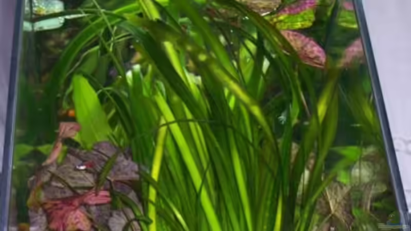 perspektive von unten von Wolfgang Sommer (12)