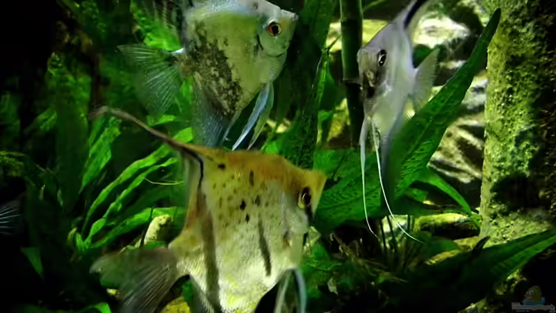 Peru , Cobalt und Ghost von snooze (116)