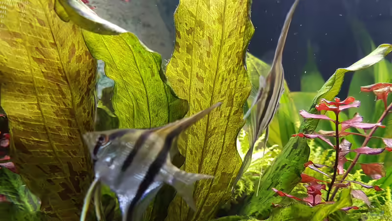 Peru Altum  von E2k (18)