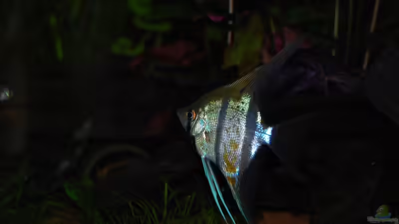 Peru Altum ´Honigfleck´  von Holsch805 (26)