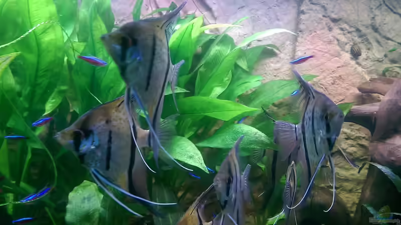 Peru Altum,im Hintergrund die schön gewachsenen Amazonas von Ottche (213)