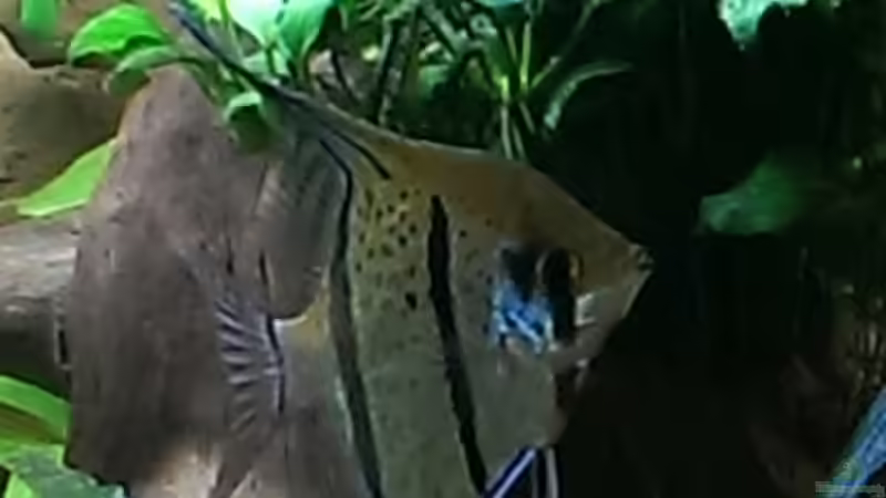 Peru Altum,im Hintergrund Morkienwurzel mit Anubia von Ottche (103)