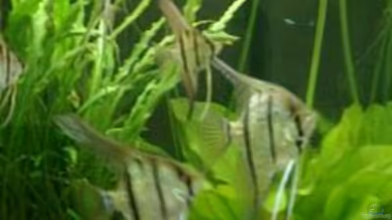 Peru Altum Paar mit 10 Wochen alten Jungtier von Crenii (11)