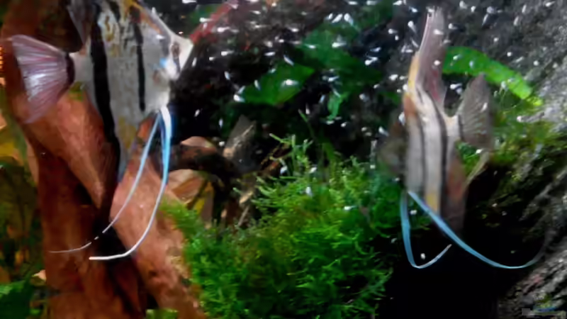 Peru-Altum-Paar mit vielen Larven 13.11.17 von Thorsten G. (40)