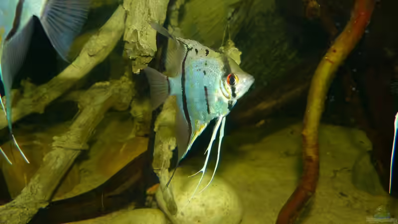 Peru Altum Skalar 24.01.15 von ~Marco~ (74)