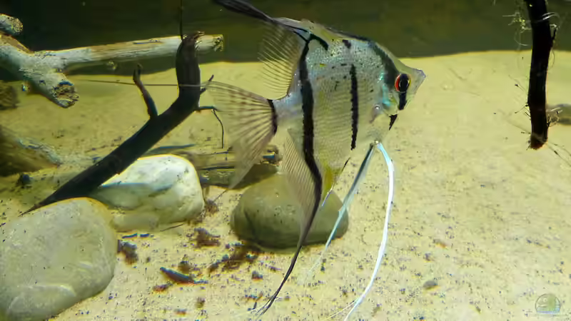 Peru Altum Skalar 25.01.15 von ~Marco~ (72)