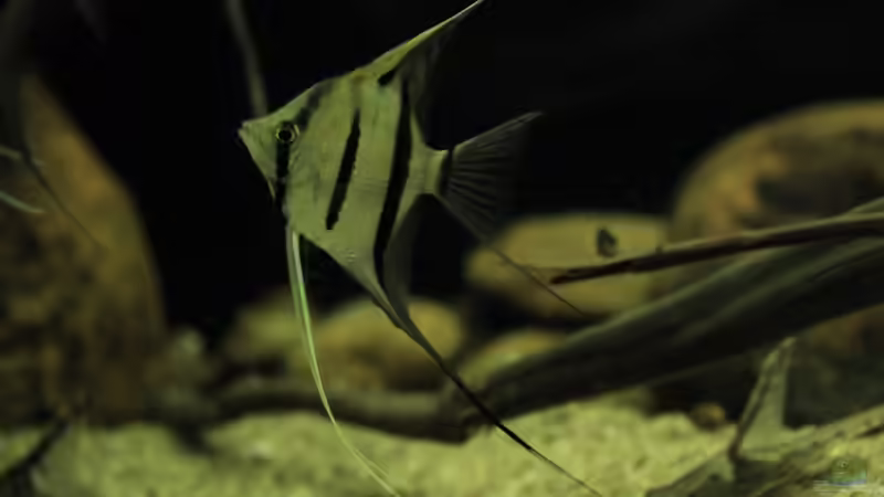 Peru Altum Skalar red spotted von Thomas S-H (29)