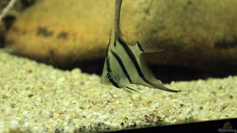 Peru Altum Skalar red spotted von Thomas S-H (38)