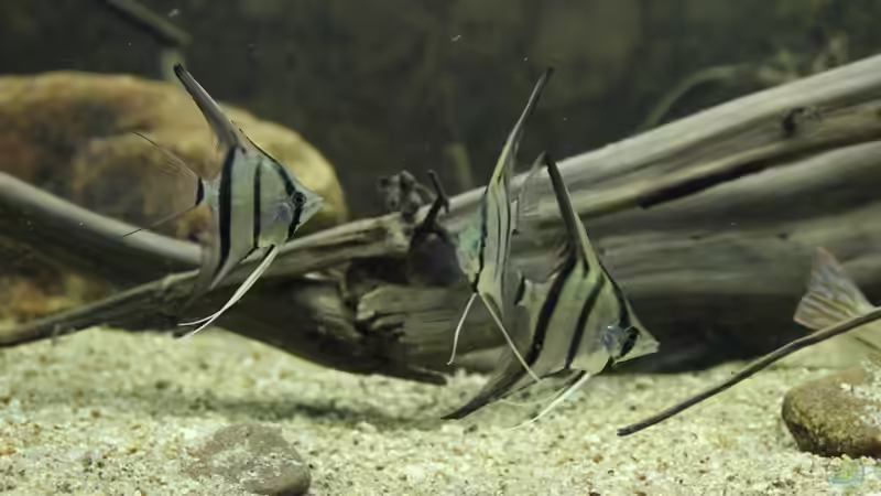 Peru Altum Skalar red spotted von Thomas S-H (42)