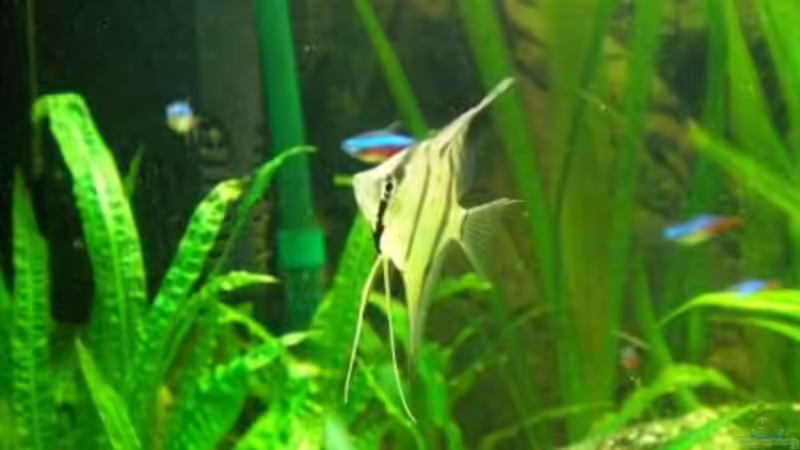 Peru Altum Skalar von Holzi (12)