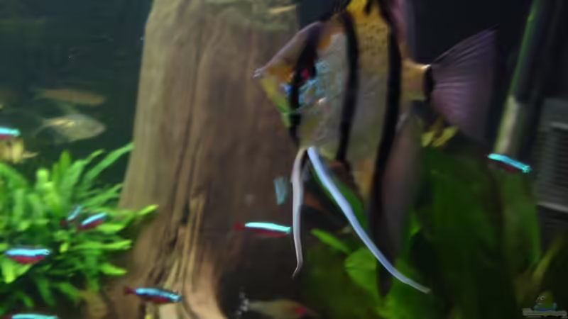 Peru-Altum Skalare am 21.10.2014 von Grünhexe (214)