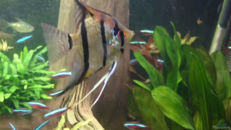 Peru-Altum-Skalare am 21.10.2014 von Grünhexe (215)