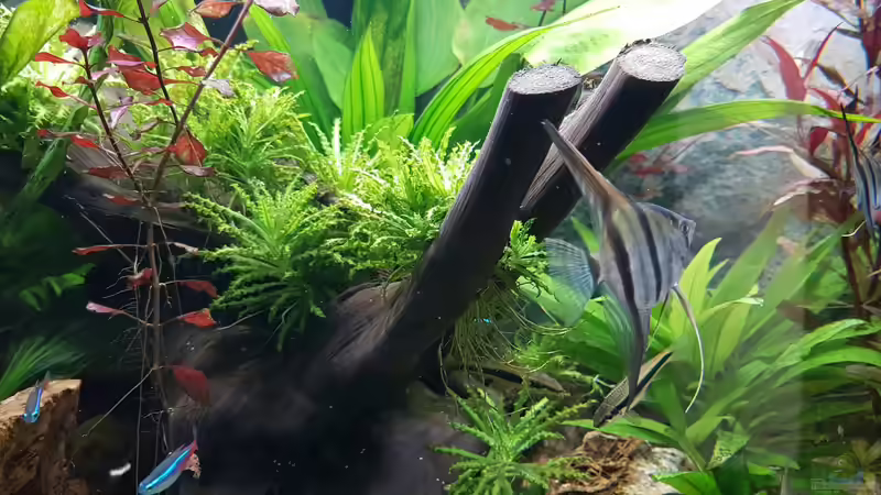 Peru Altum von E2k (14)