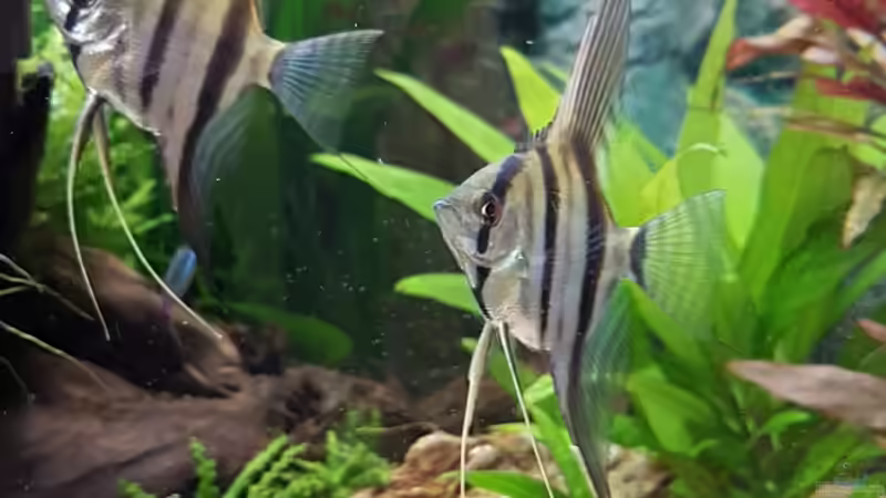 Peru Altum von E2k (15)