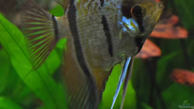 Peru Altum von jmvitt (13)