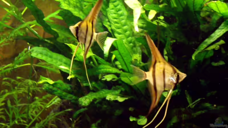 Peru Altum von Oliver Bartels (9)