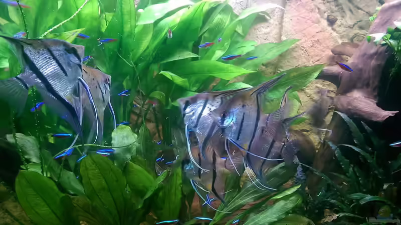 Peru Altum von Ottche (212)