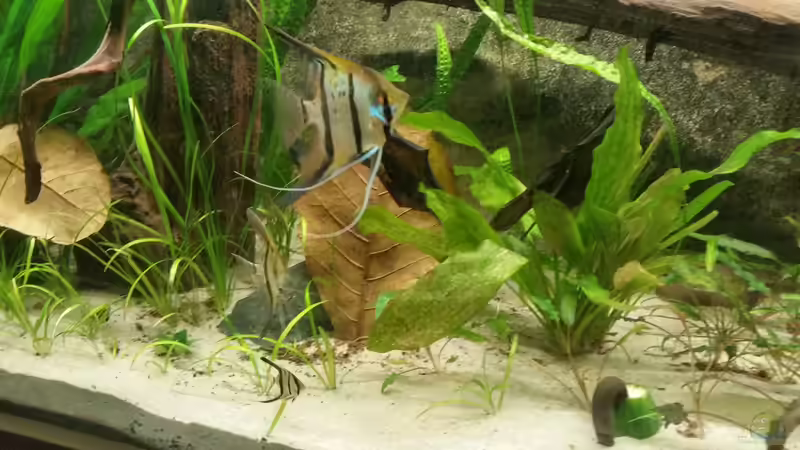 Peru Altum von Patrick`s Amazonas (24)