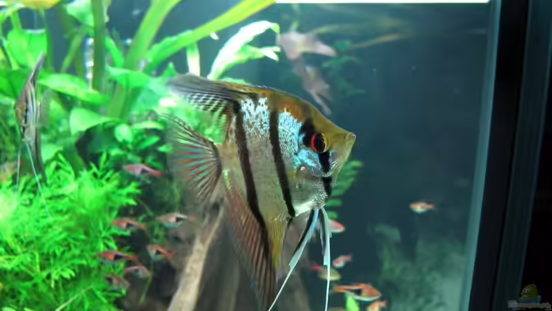 Peru Altum von Sarah (67)