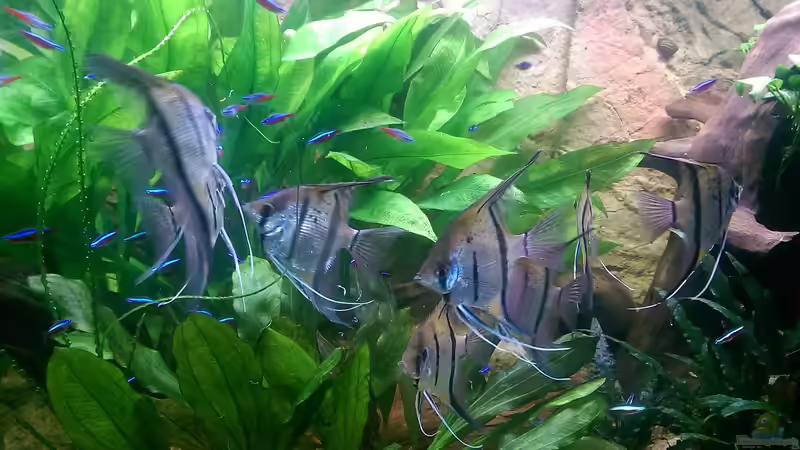 Peru Altums,Neons und Pflanzen von Ottche (214)