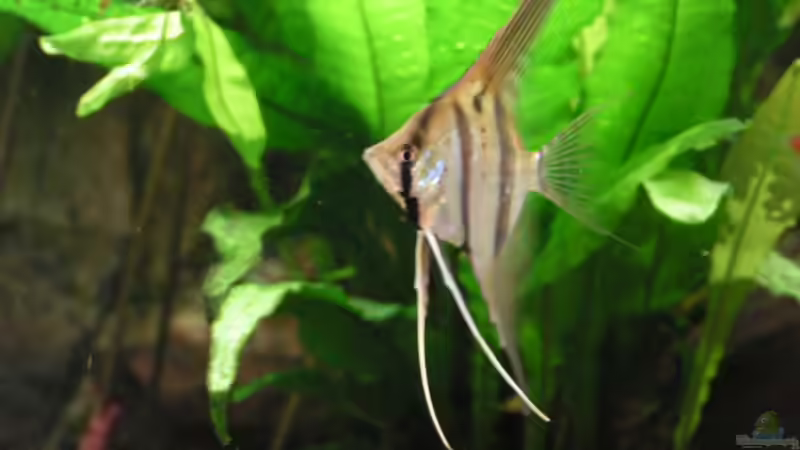 Peru Altumscalar von Heiko Schneider (26)