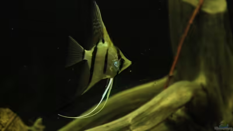 Peru ltum Skalar red spotted von Thomas S-H (9)