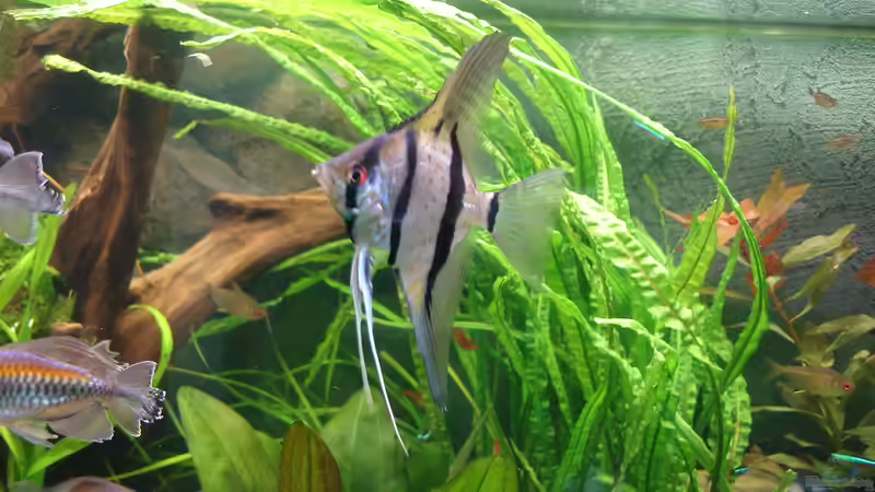 Peru-Skalar - Männchen ?  ja - Mai 2014 von Grünhexe (222)