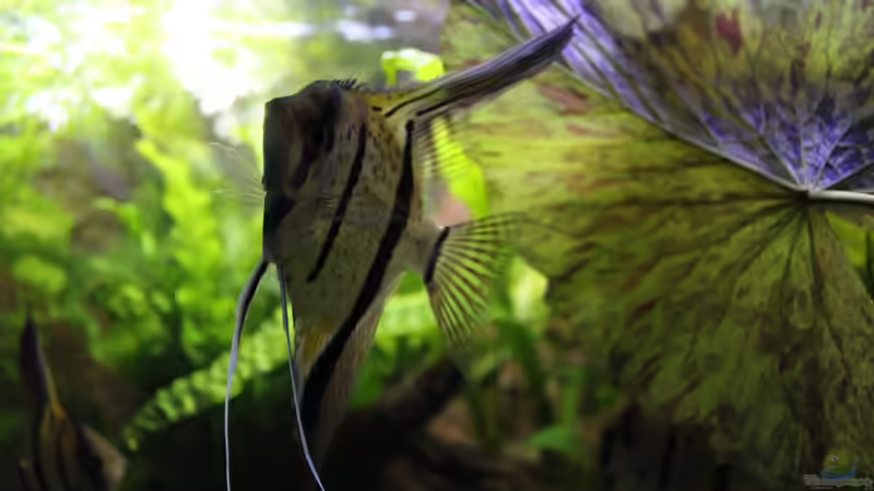 Peru Skalar von Ottche (190)