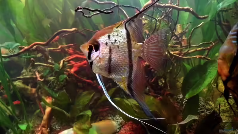 Peru Skalar von snooze (41)