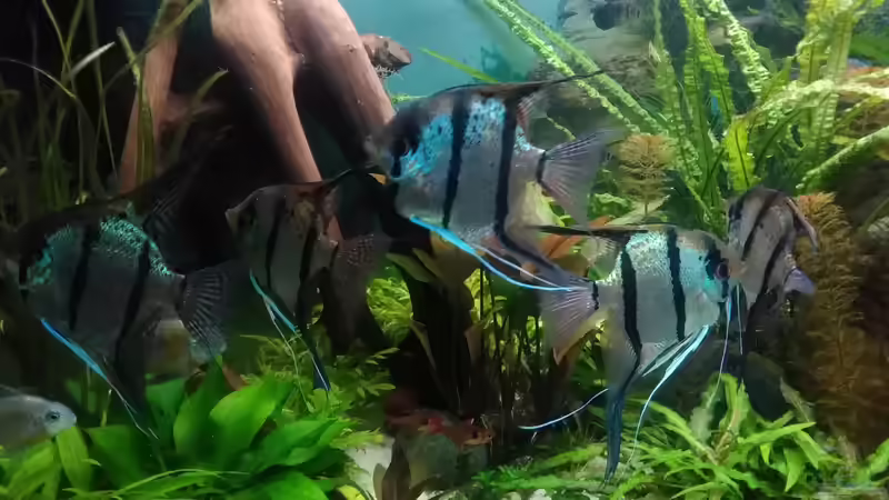 Peru-Skalare alles Männchen Dez. 2017 - im Mai 4 Jahre alt von Grünhexe (171)