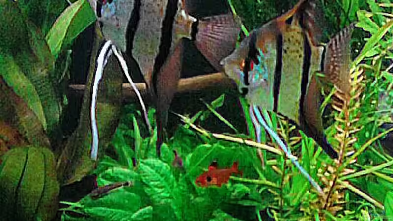 Peru Skalare am 14.7.15 von Grünhexe (200)