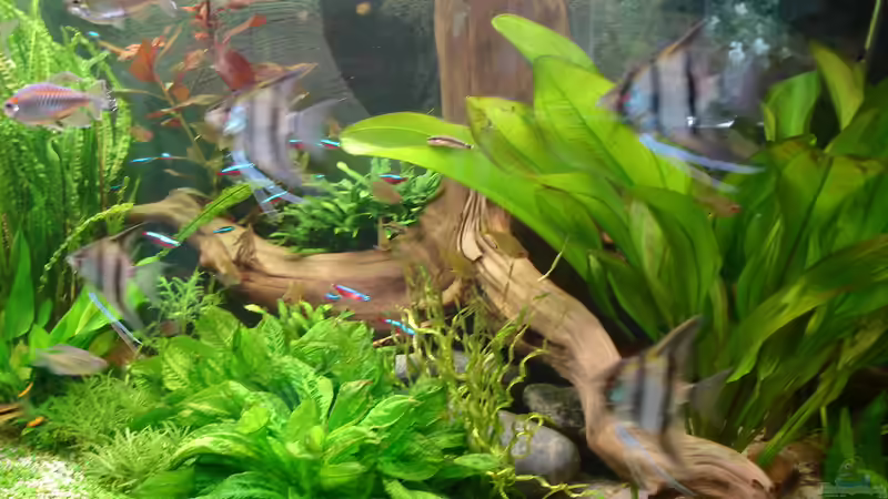 Peru-Skalare im Mai 2014 von Grünhexe (221)