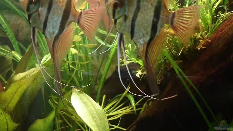 Peru-Skalare noch zusammen mit den Diskus 2008 von Grünhexe (77)