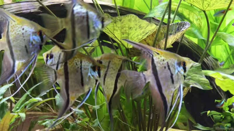 Peru Skalare von Ottche (196)