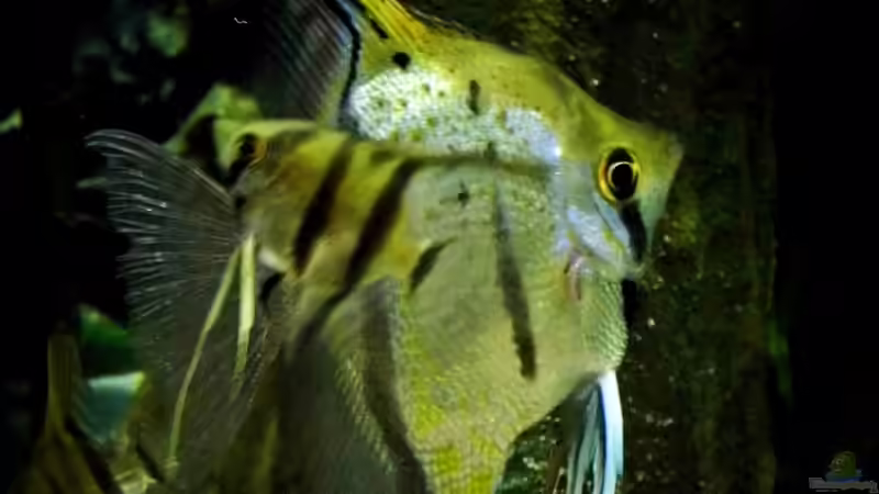 Peru-Skalare von snooze (114)