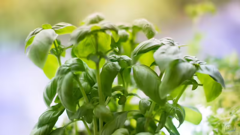Pesto aus dem eigenen Garten - Vielfalt aus frischen Kräutern