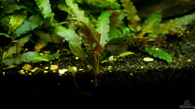 Petchs Wasserkelch von Guenni (7)