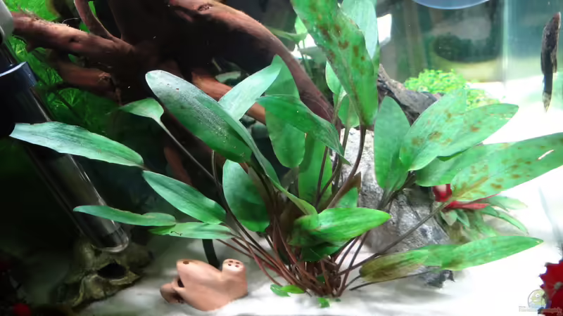 Petchs Wasserkelch von mcfly (56)