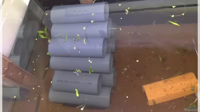 petersii Wohnhaus, mittlerweile durch braune Rohre ersetzt von Botia (17)