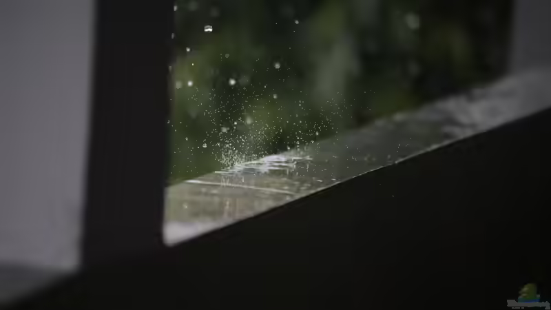 Petrichor: Warum Regen im Garten so unverwechselbar duftet