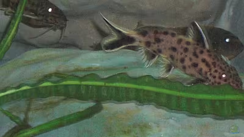 petricola 3 von Malawi TOM (52)