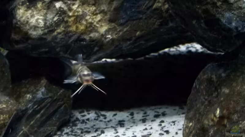 Petricola von Baeltes (20)